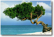 Romantic Travel to Carribean!